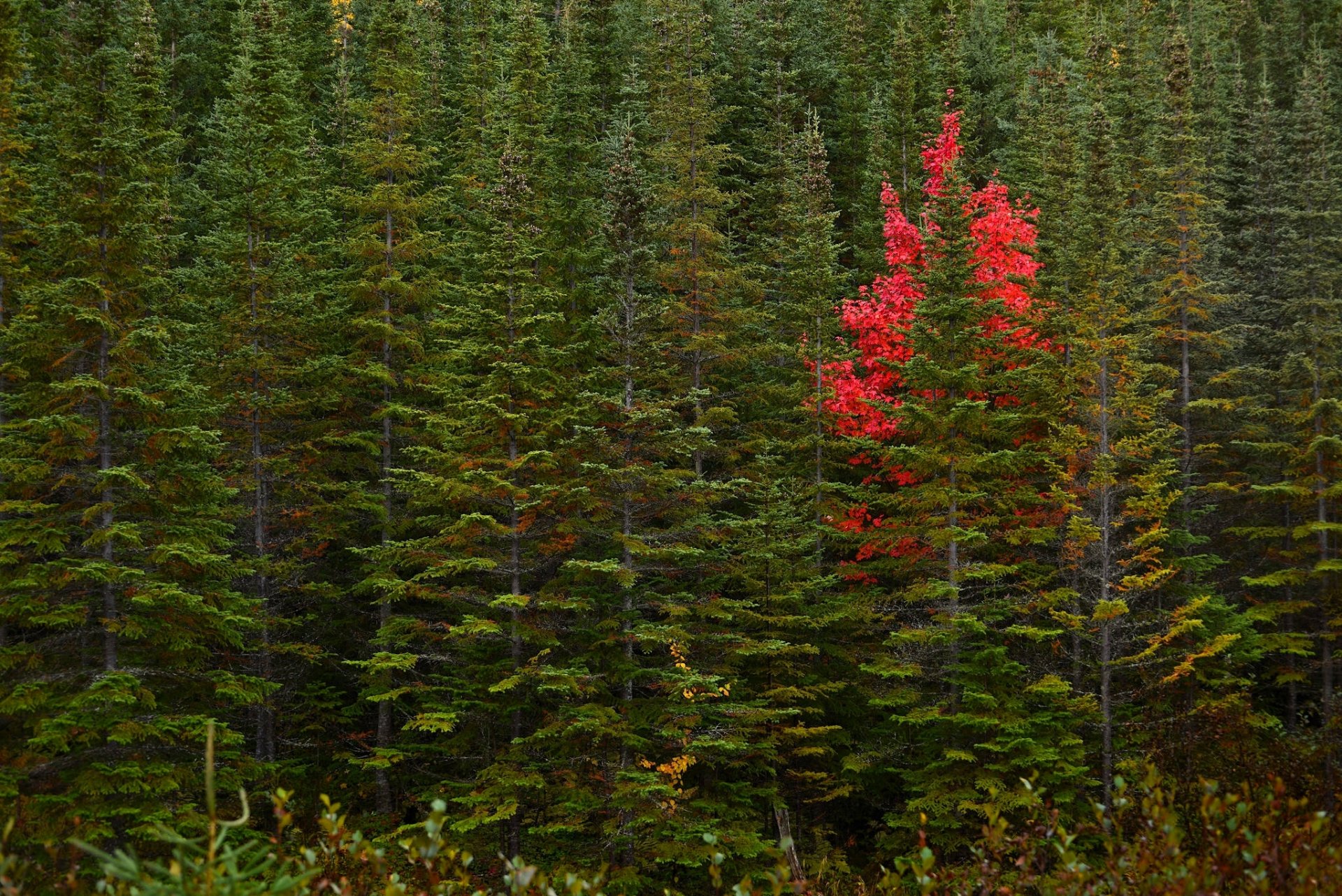 terranova canadá otoño bosque árboles