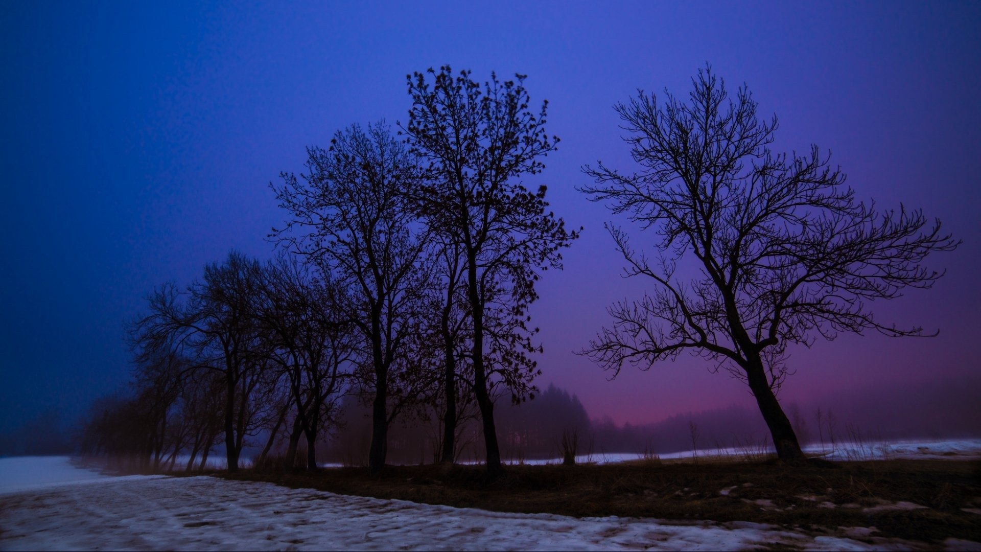 night snow winter tree