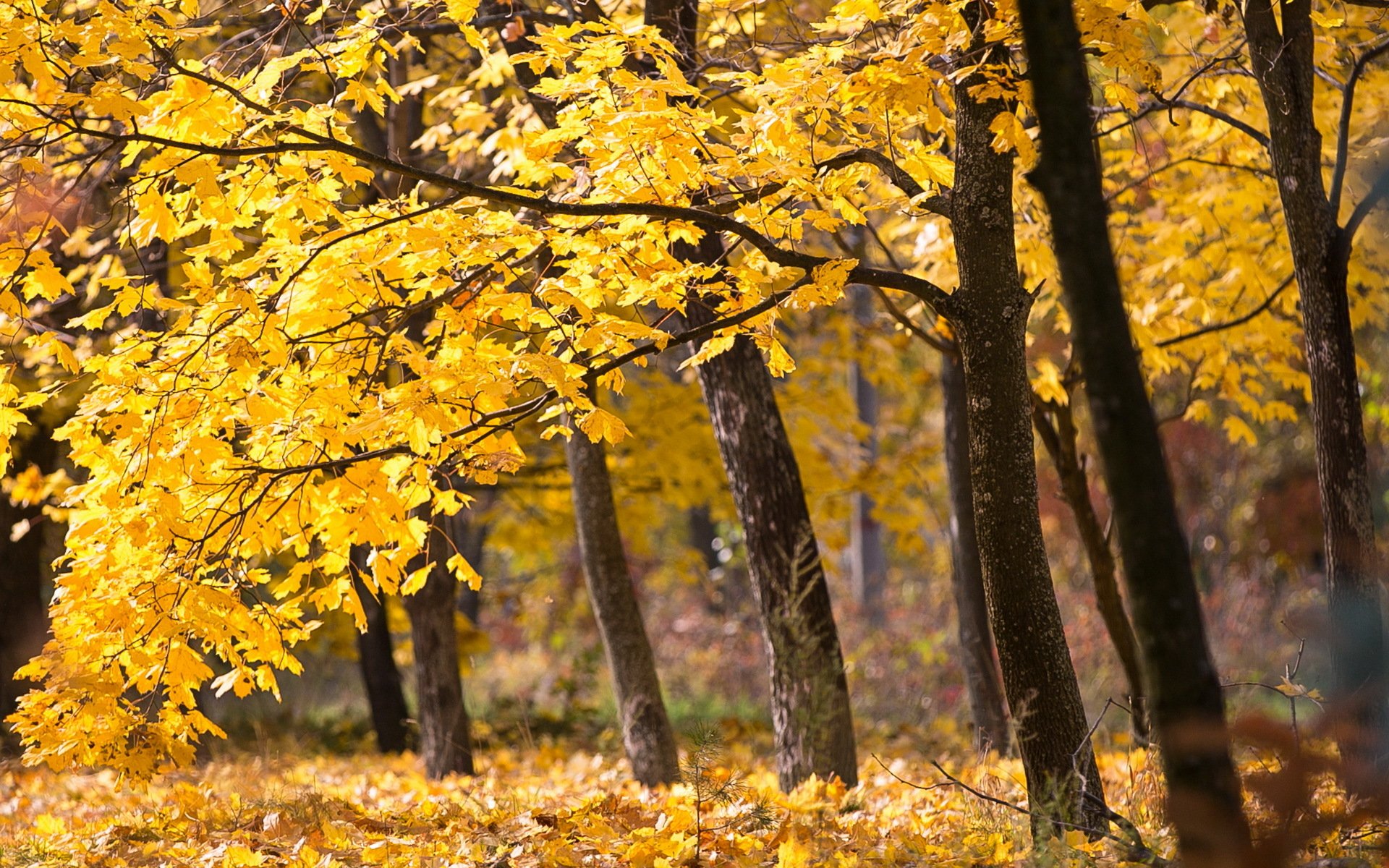 otoño árboles naturaleza