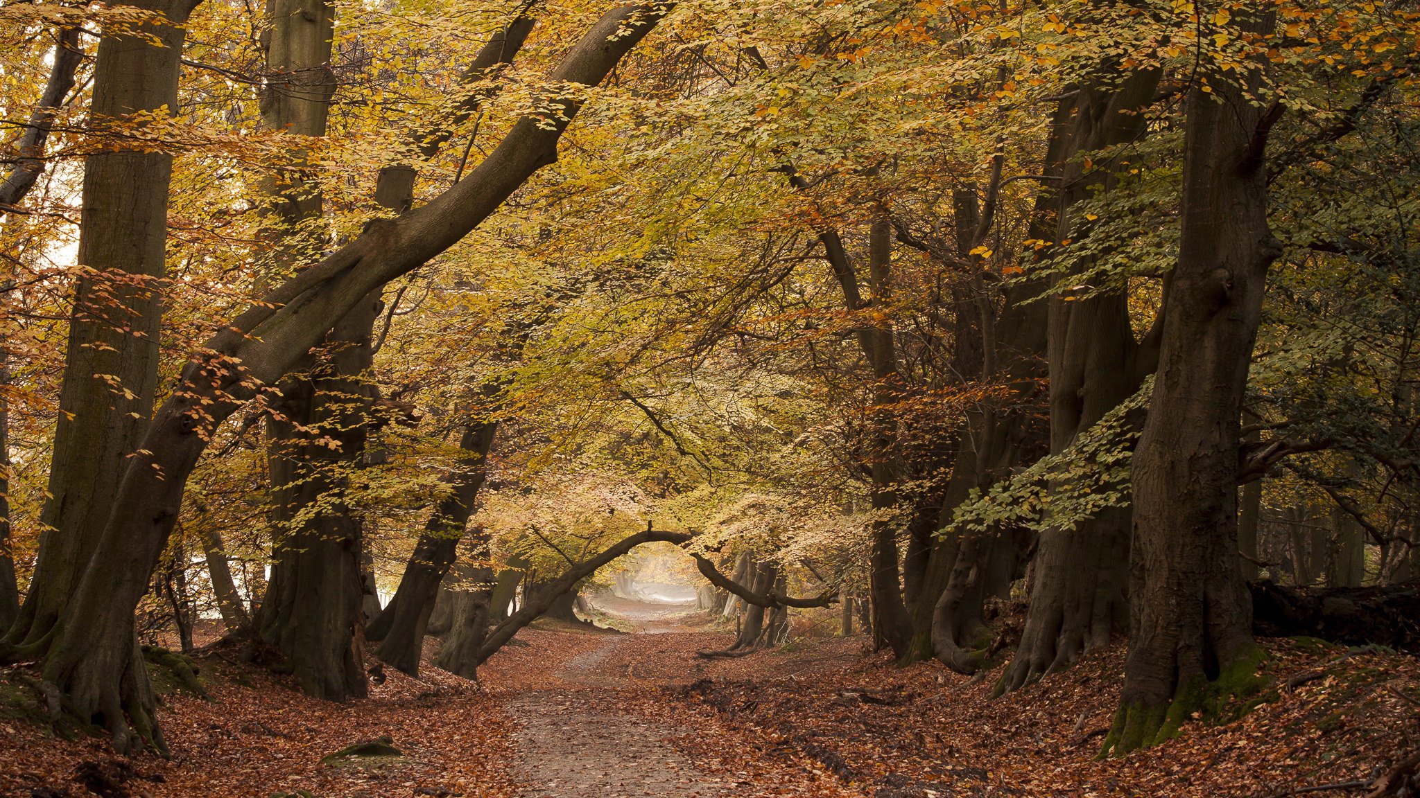 camino árboles naturaleza