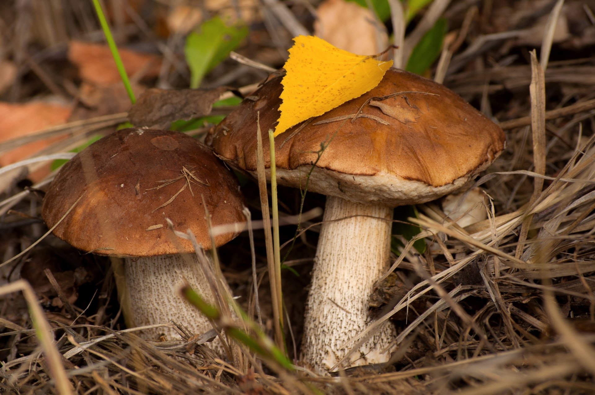 mushrooms boletus the pair autumn