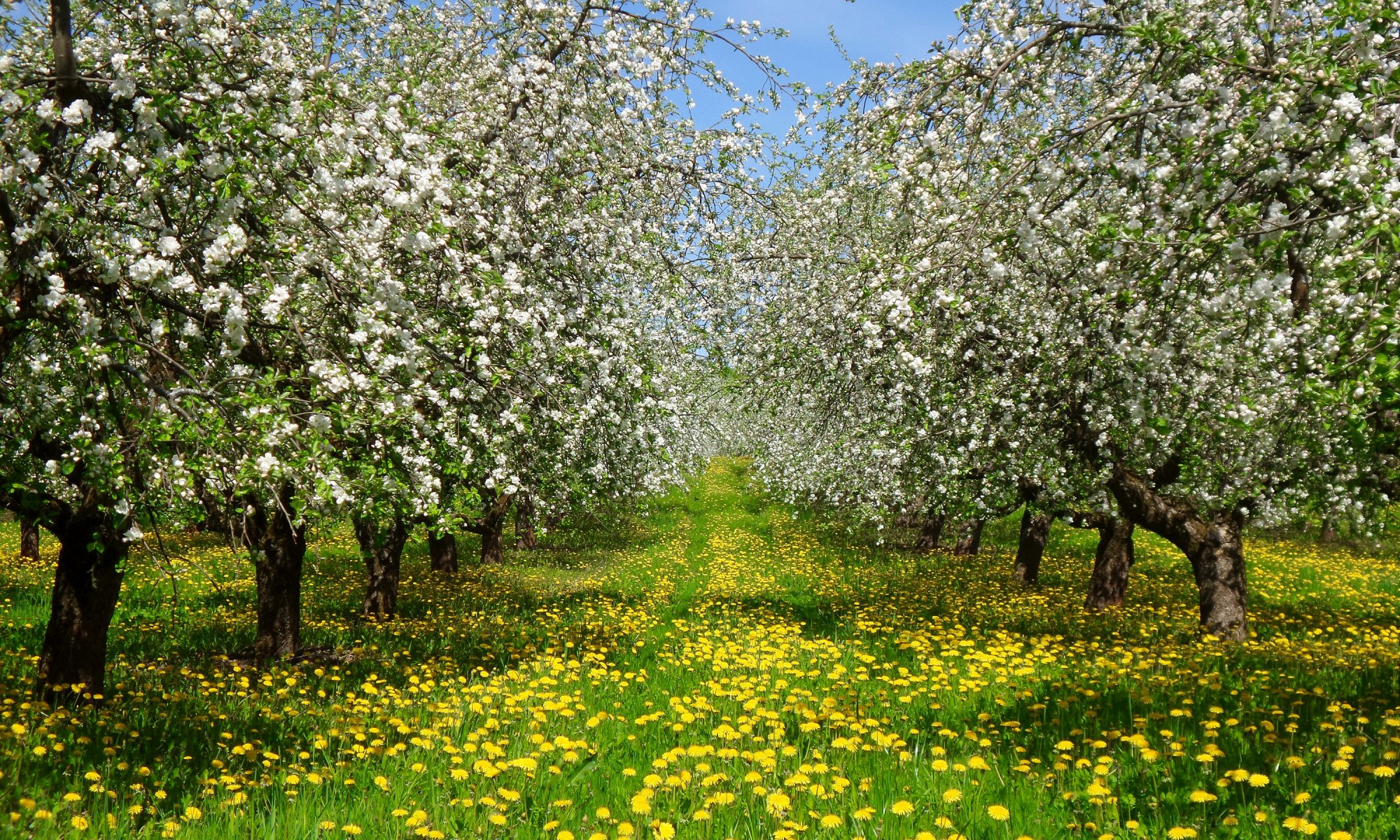 pring garden trees bloom grass flowers dandelions yellow