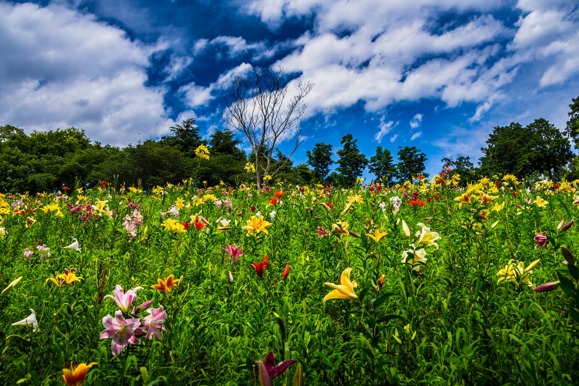 tokorozawa saitama japan flower lilies dead tree tree sky