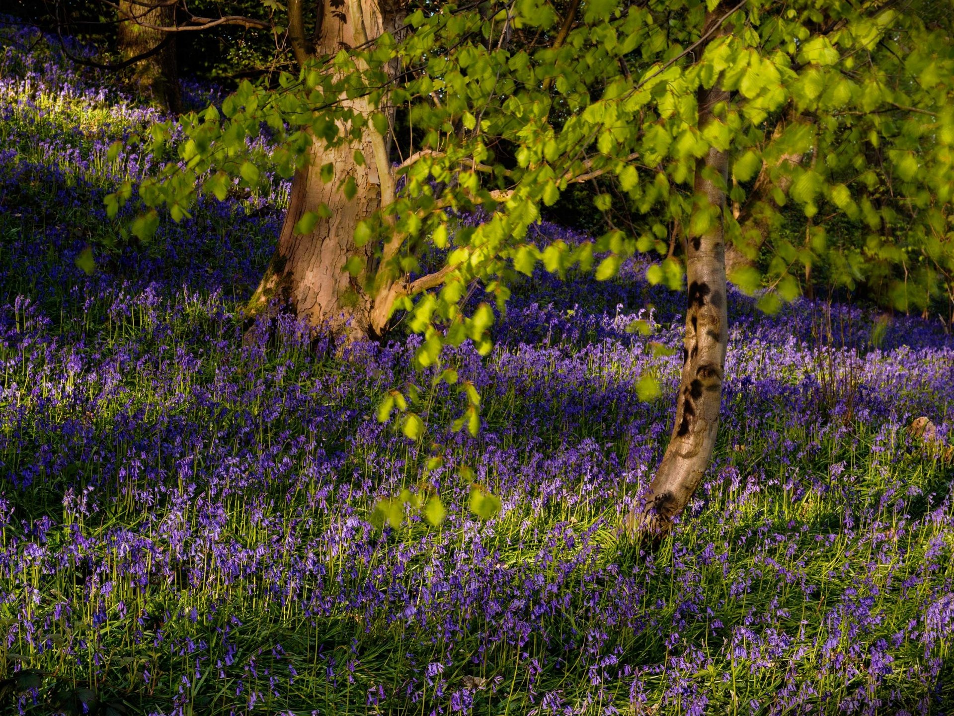 flower bells tree branche