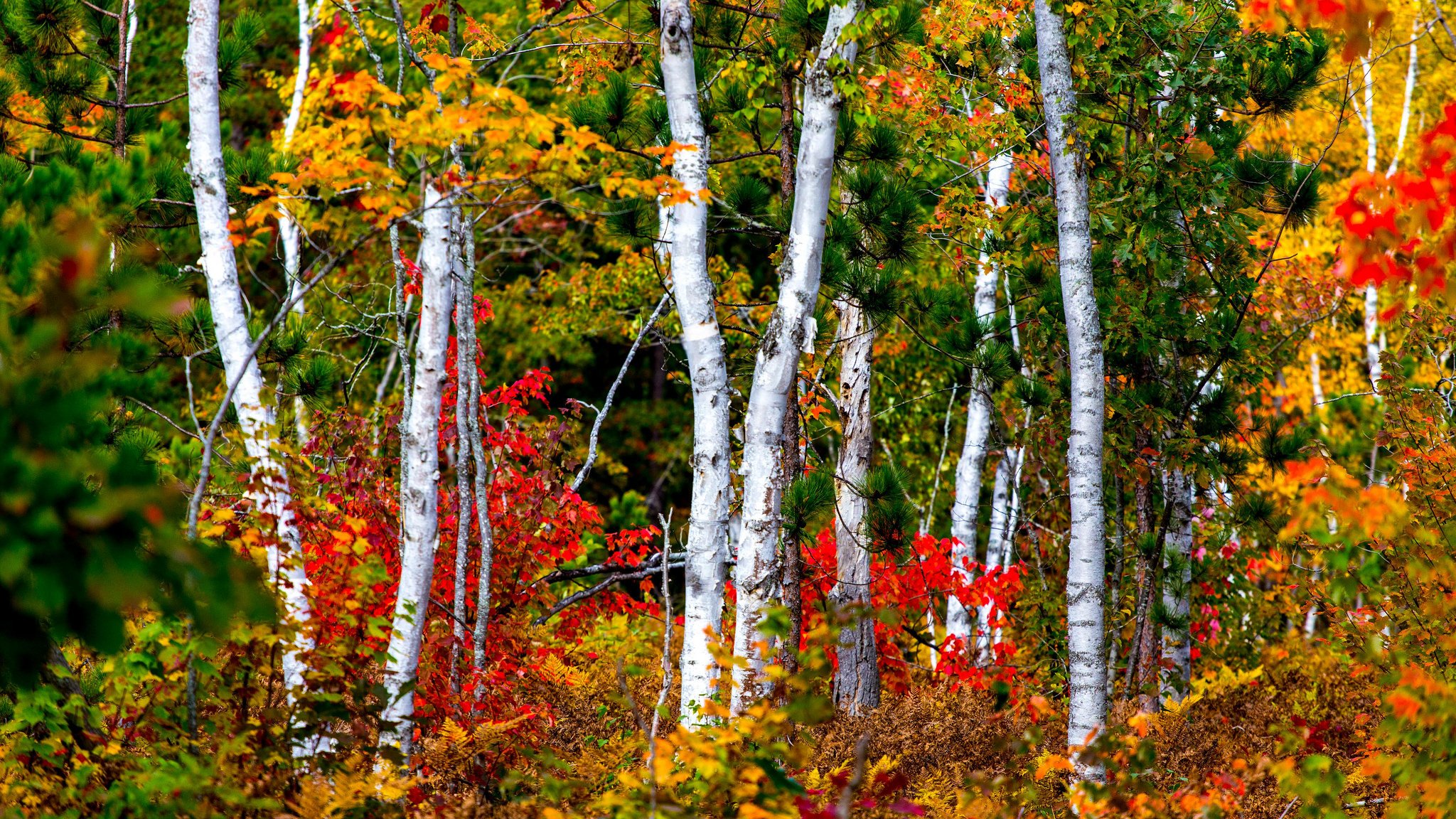 autumn forest tree