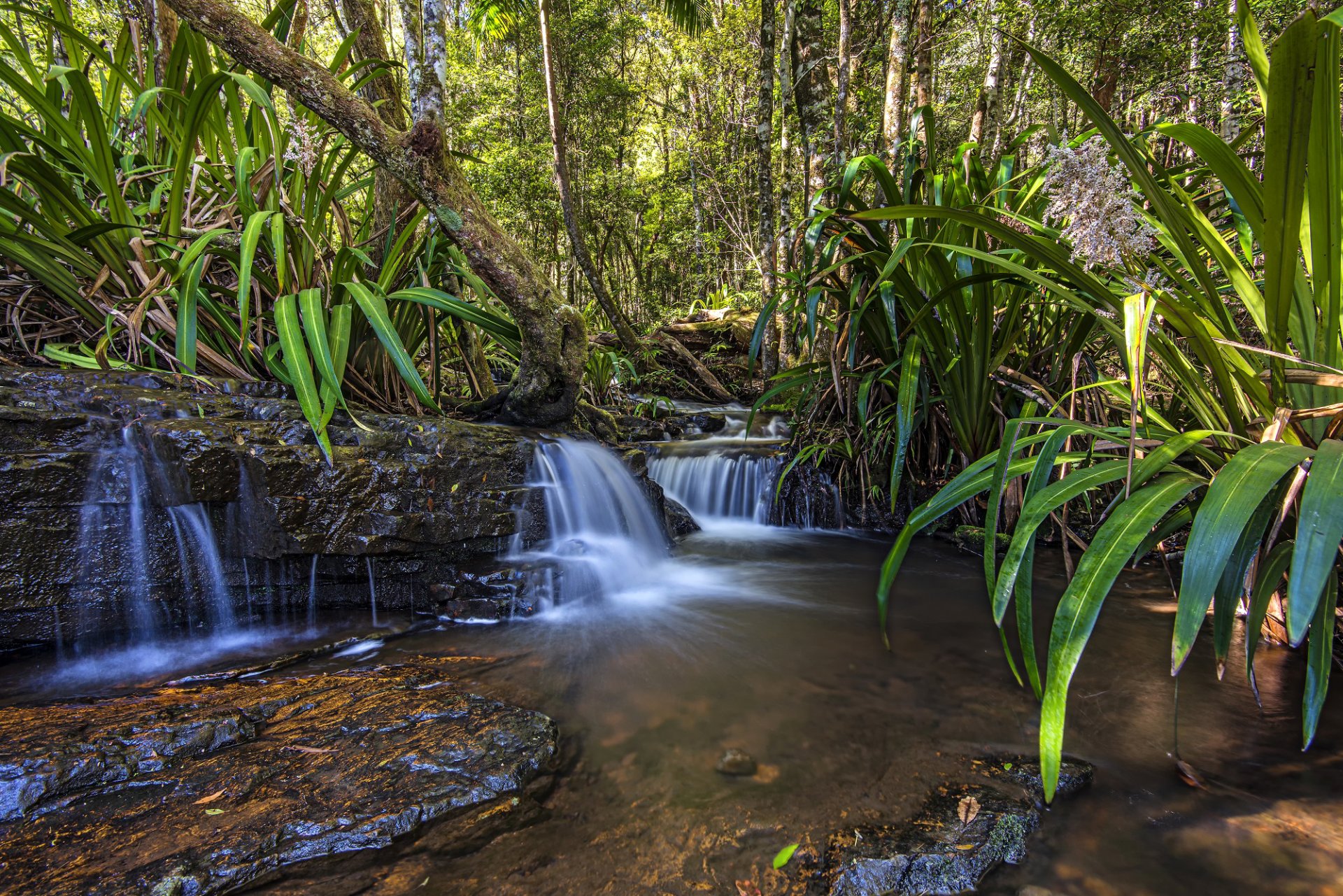 australie queensland forêt arbres feuilles cascade