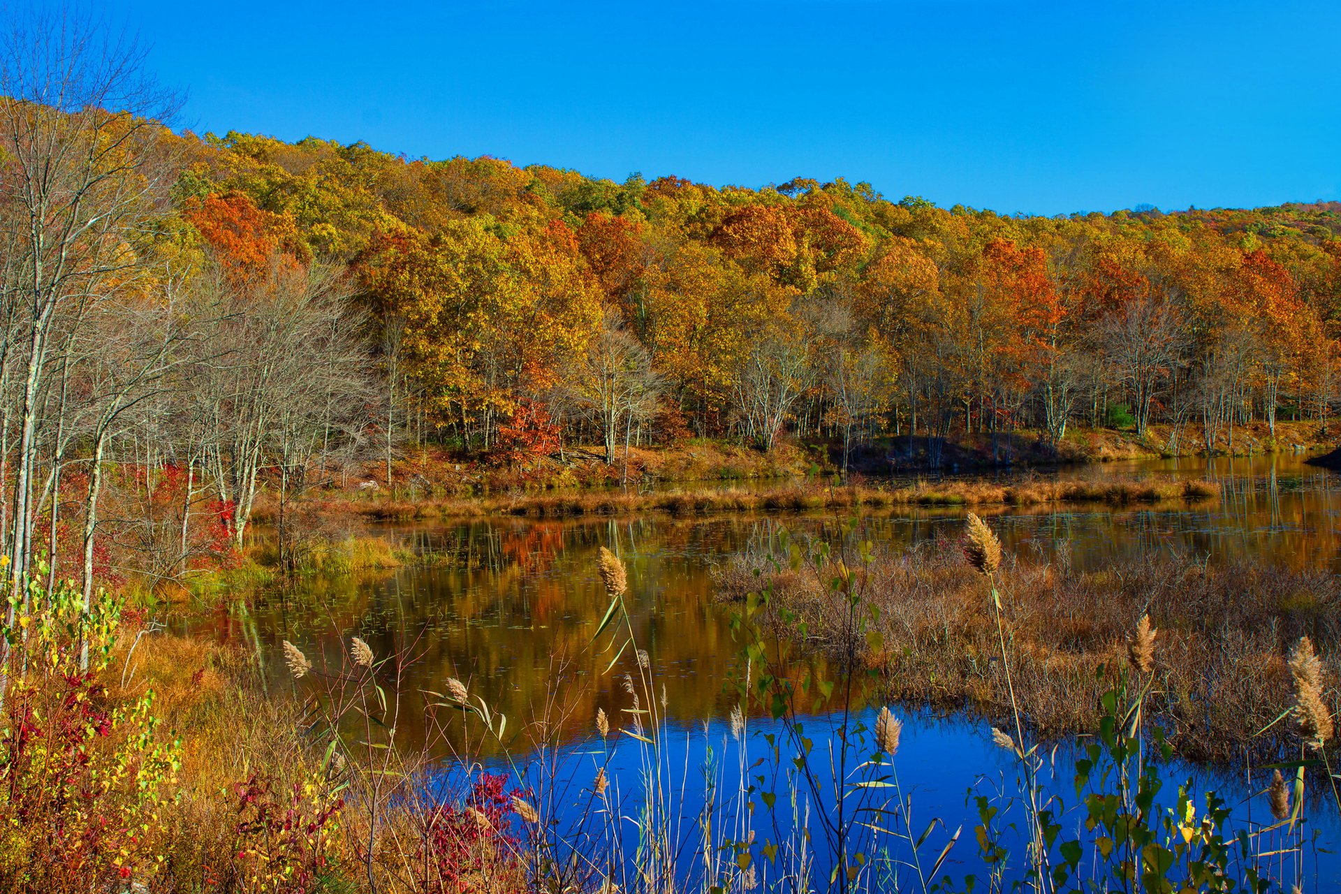 cielo foresta lago alberi autunno