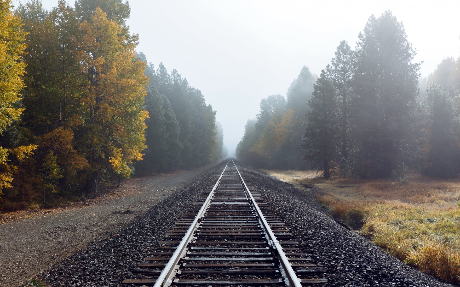 strada autunno nebbia