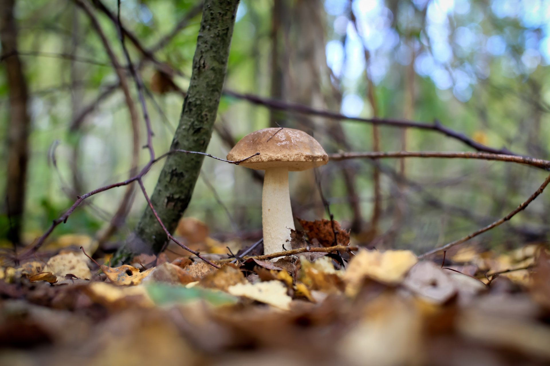 funghi foresta autunno