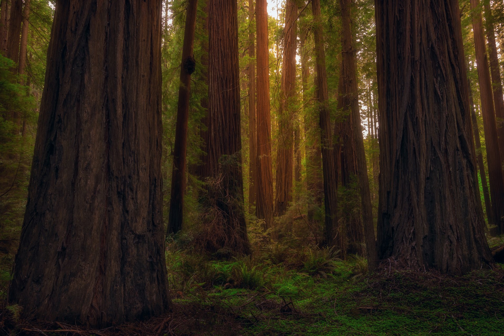 états-unis état californie forêt redwood séquoias arbres