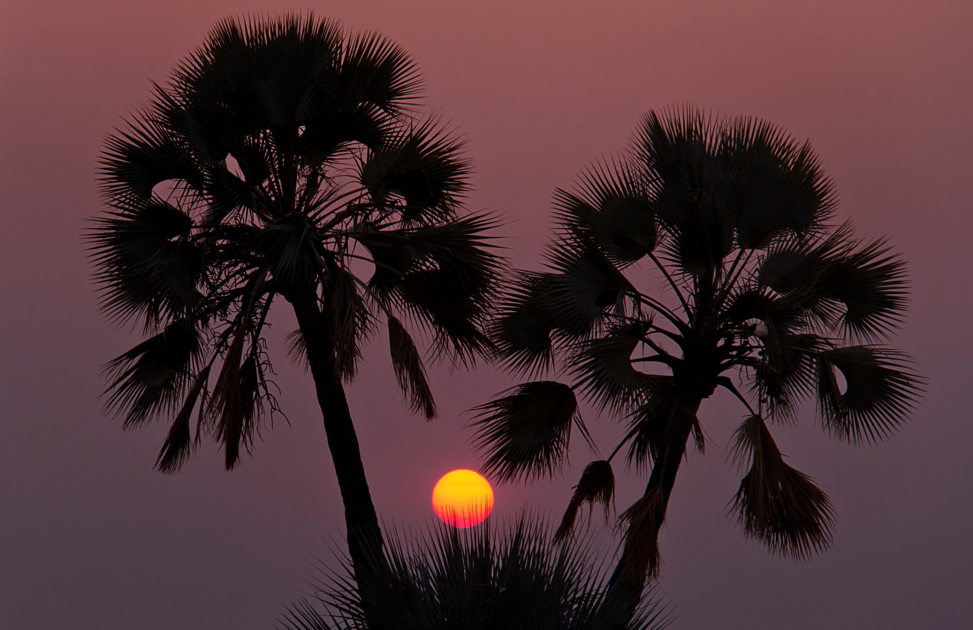 ky sun sunset palm silhouette