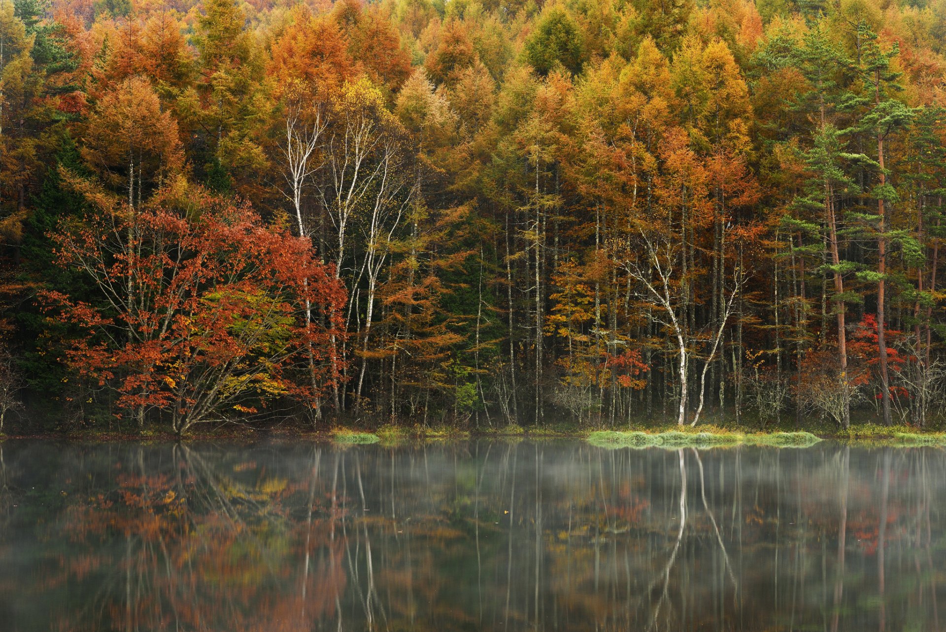 foresta alberi autunno lago nebbia riflessione