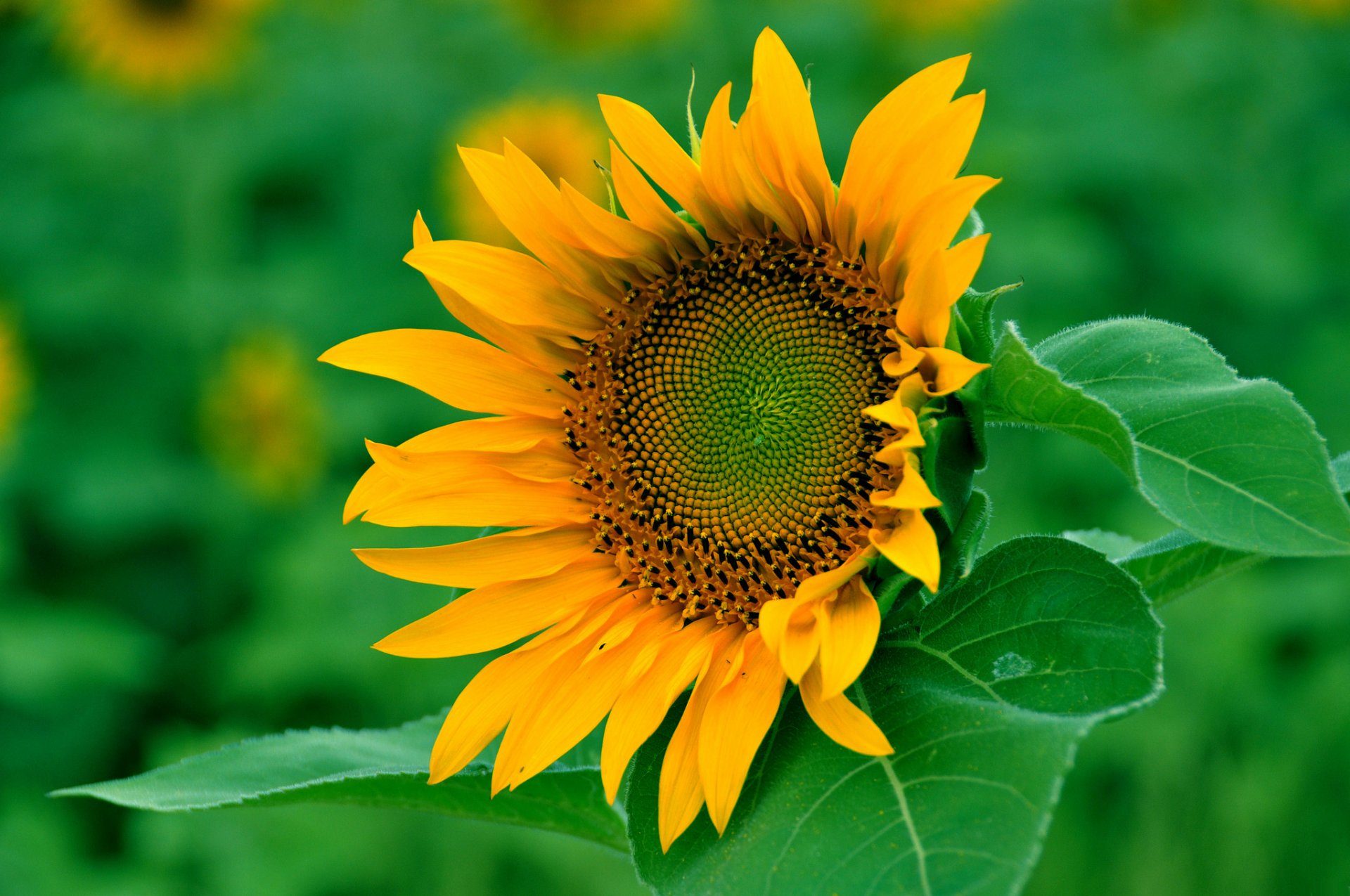 campo girasol flor pétalos hojas