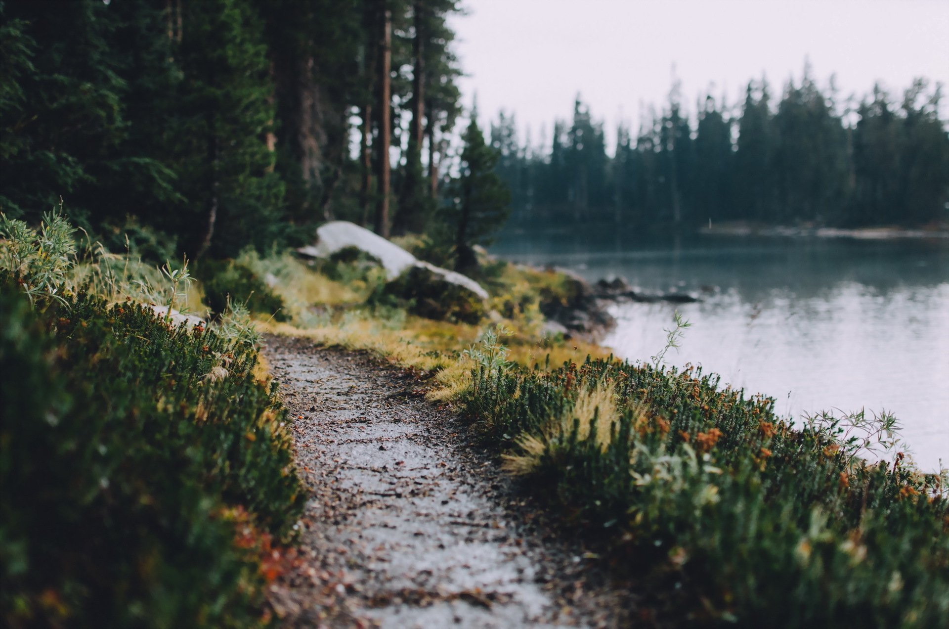 fluss wald gehweg