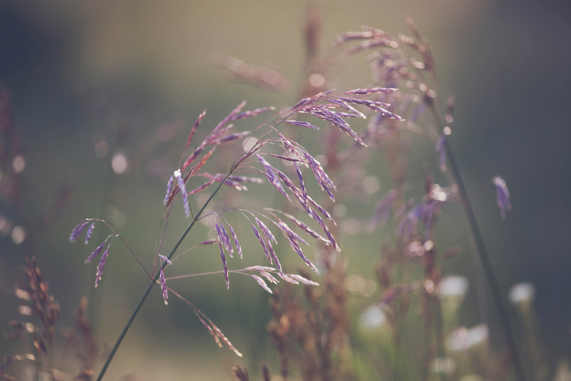 erba macro bokeh