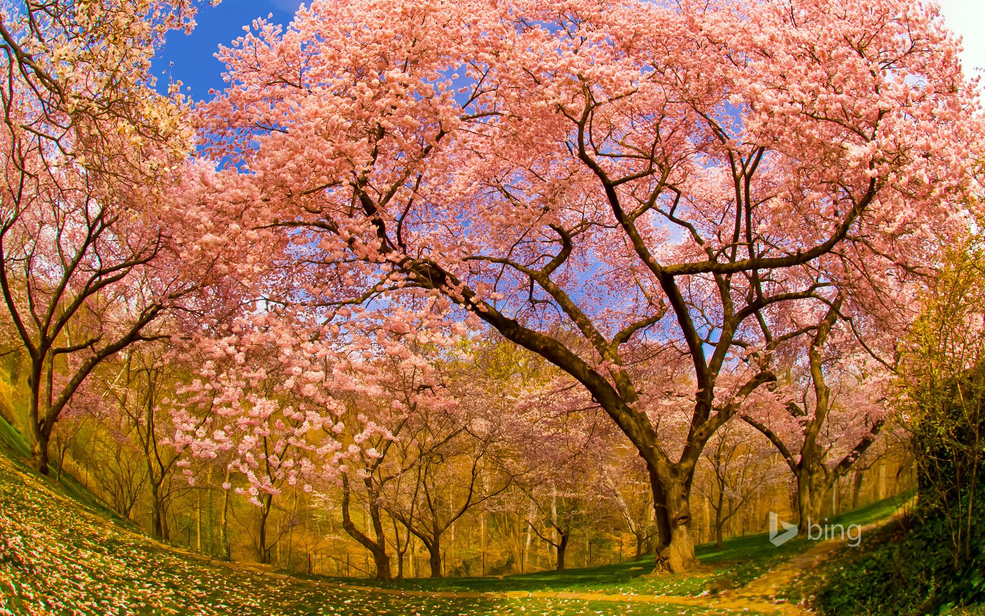 dumbarton oaks washington dc usa primavera fioritura giardino ciliegia