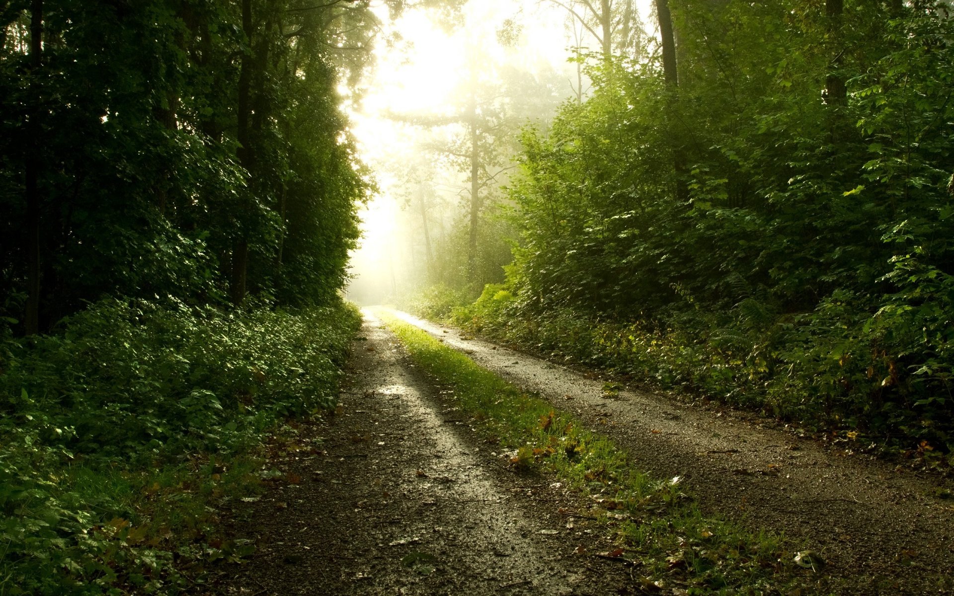 brouillard route forêt nature