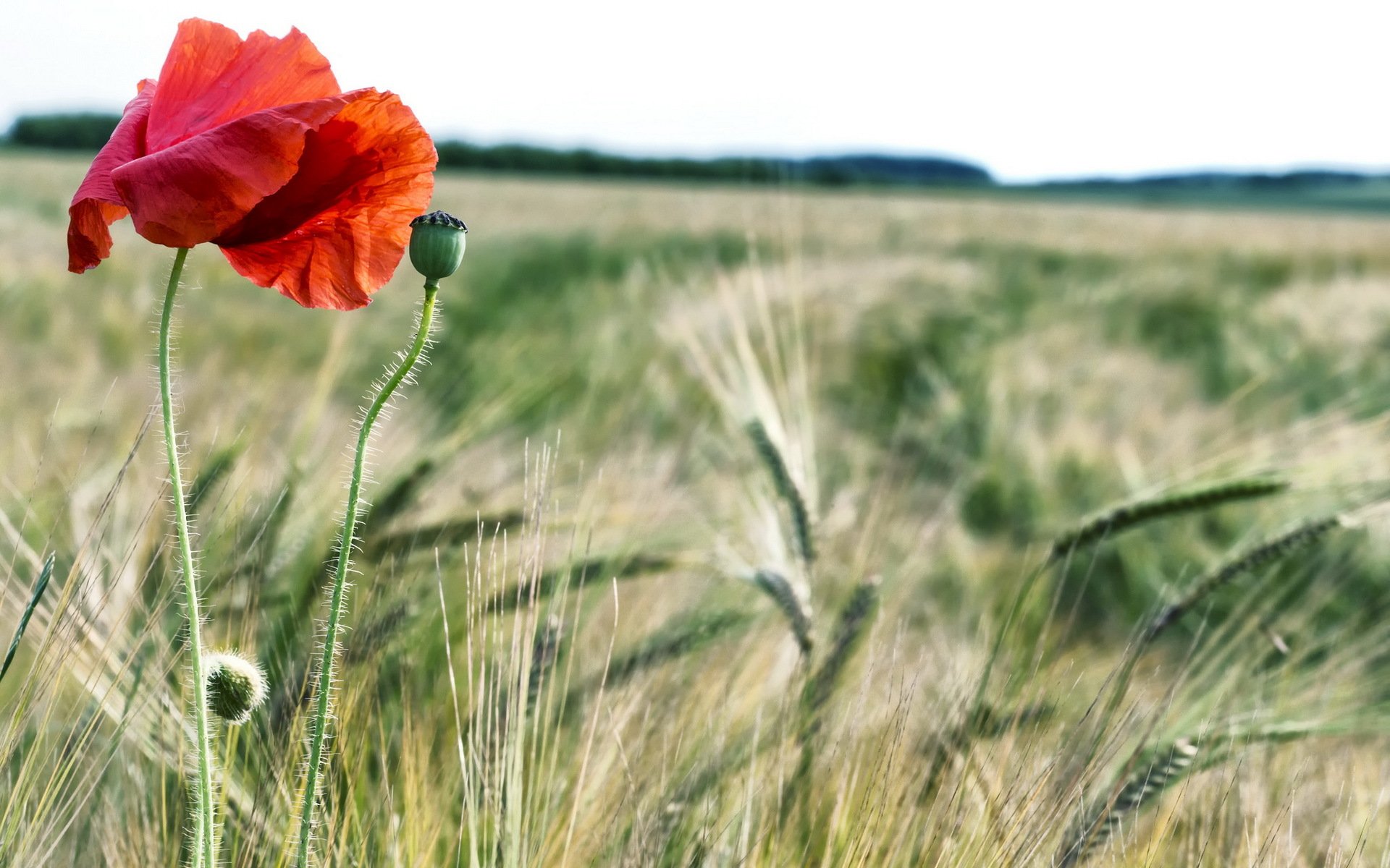 feld sommer mohn natur