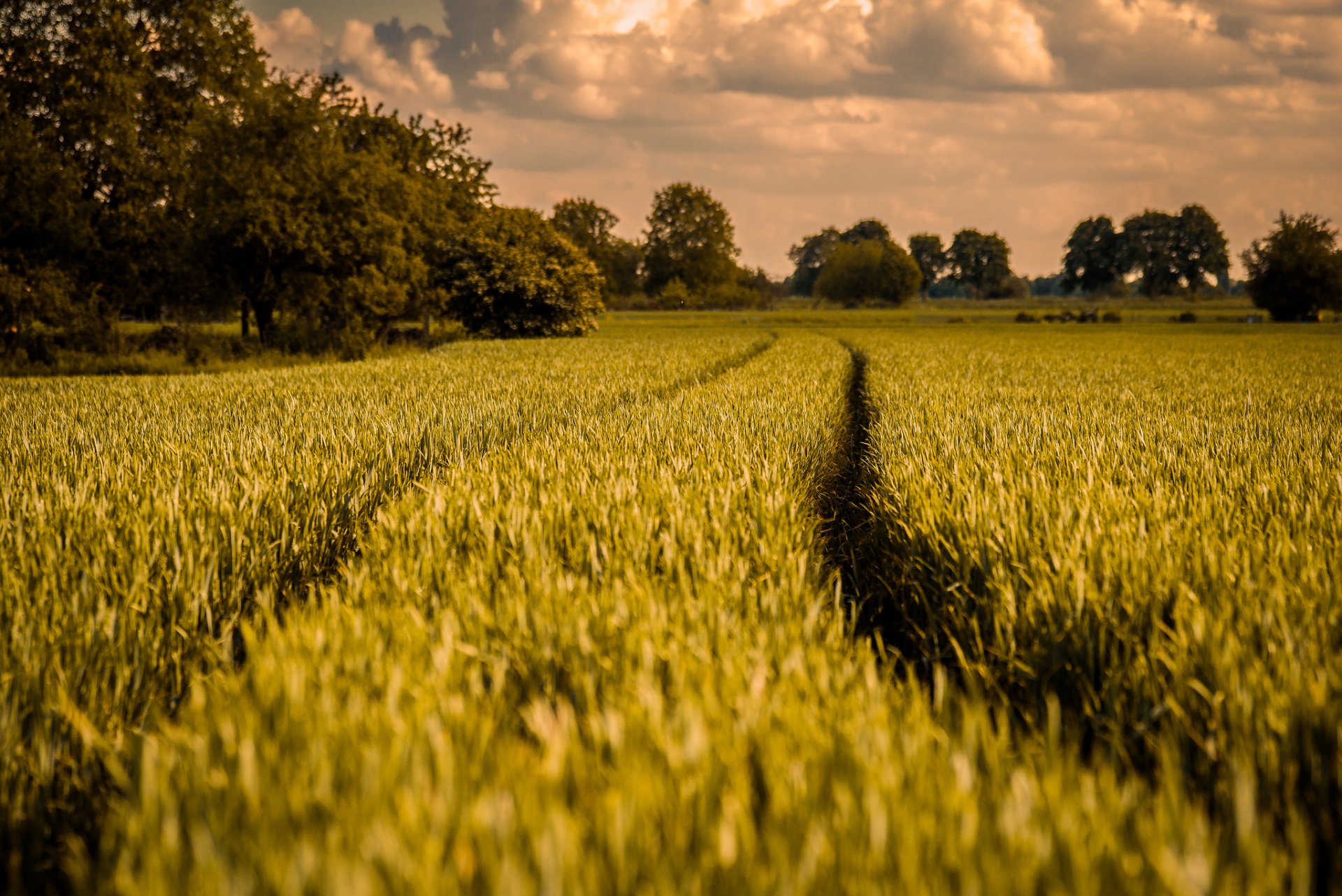 natur feld bäume frühling