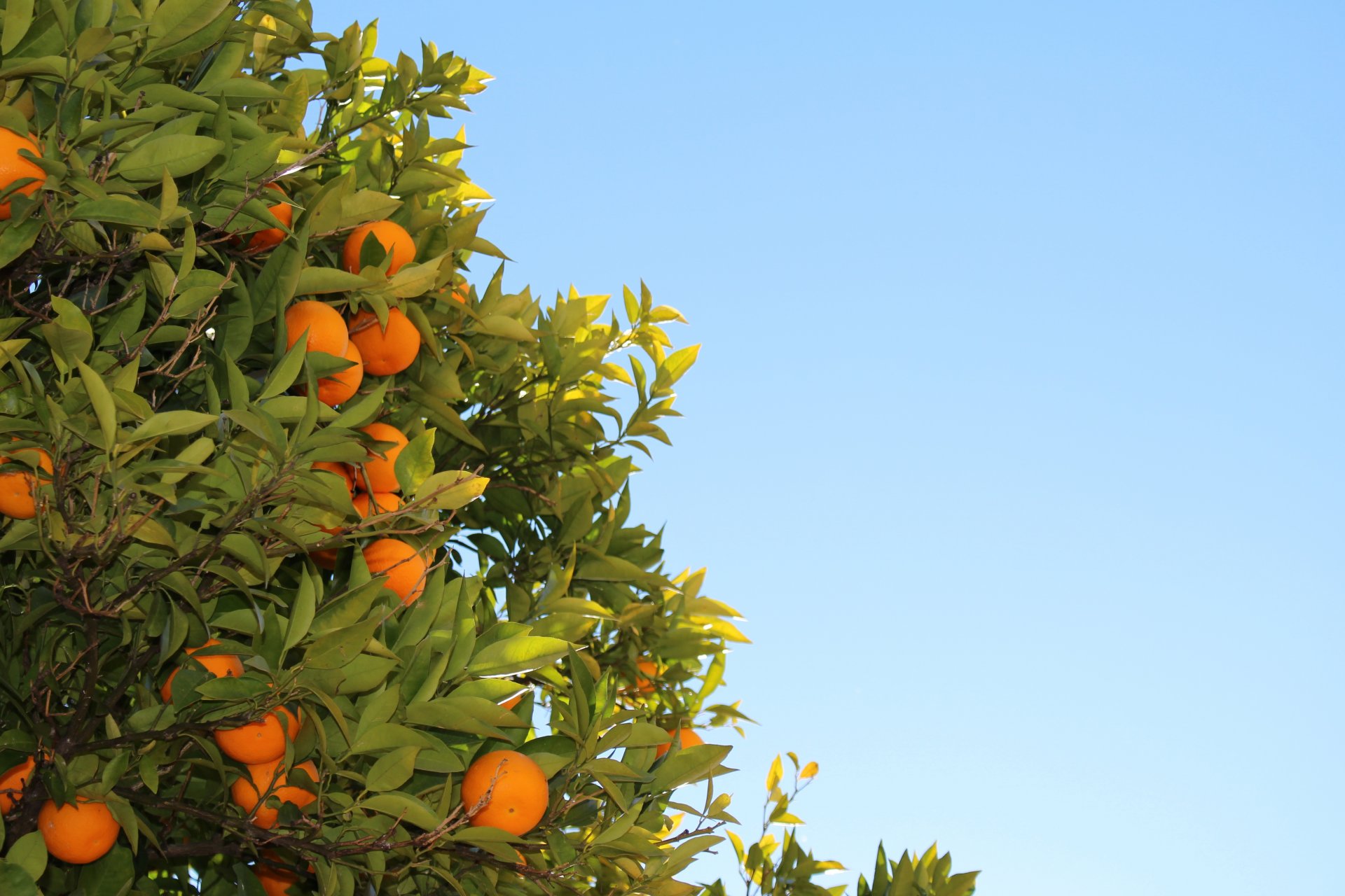 orange leaves fruit tree