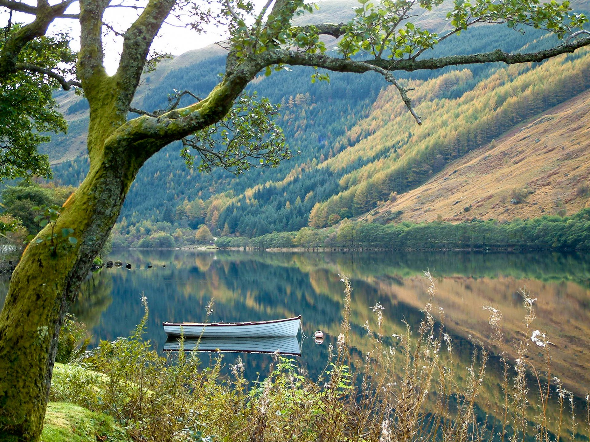 naturaleza árbol barco lago montaña bosque hierba