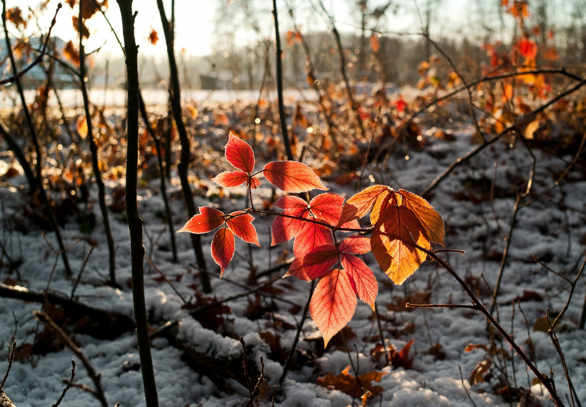 leaves snow autumn branch sky