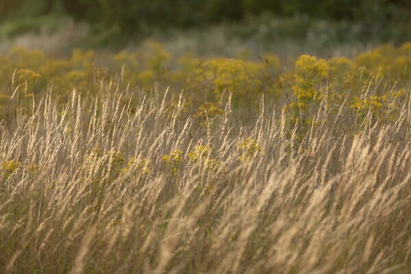 Summer field with tall grass