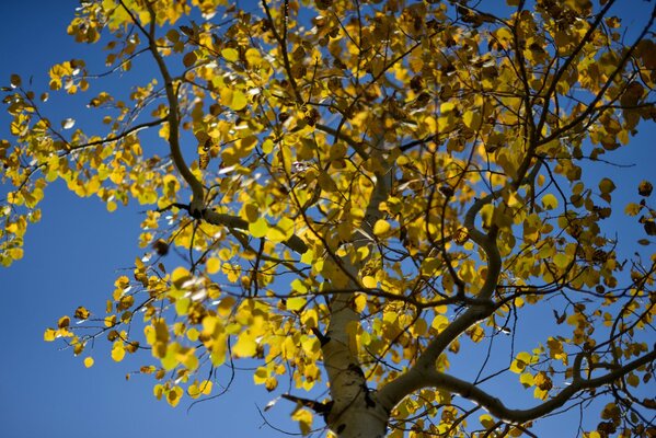 En otoño comenzó una hermosa caída de hojas