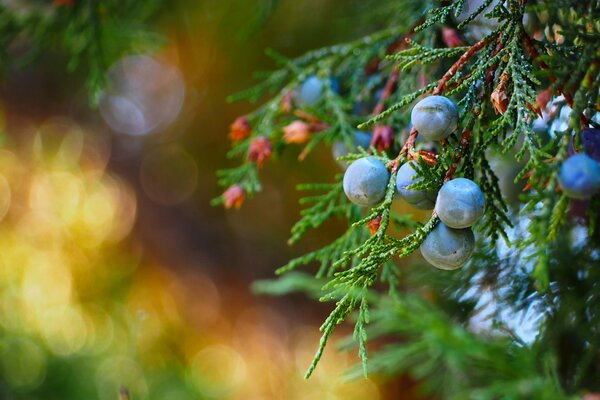 Macro shooting of juniper bunches