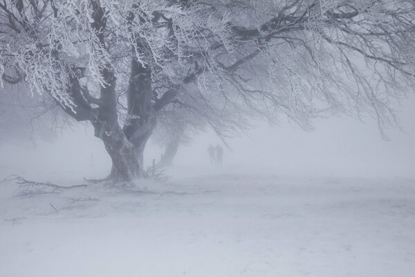 Albero solitario innevato