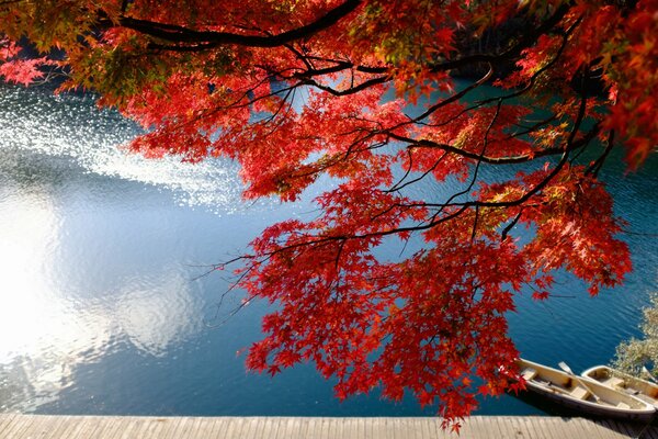 Maple branch with red leaves on the background of the lake