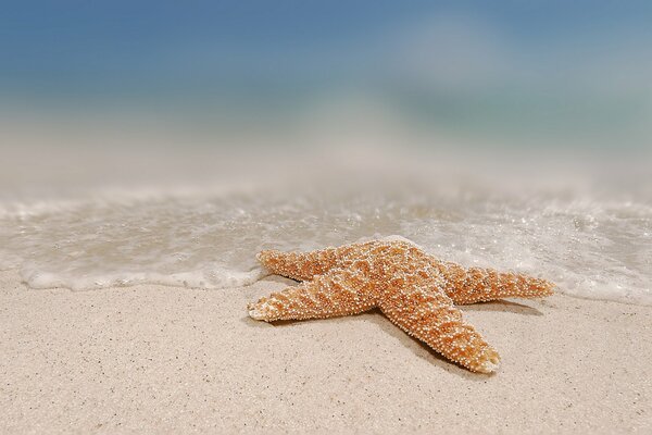 Starfish on the seashore