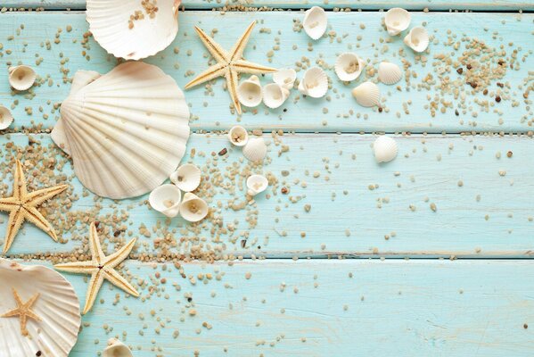 Starfish and white shells