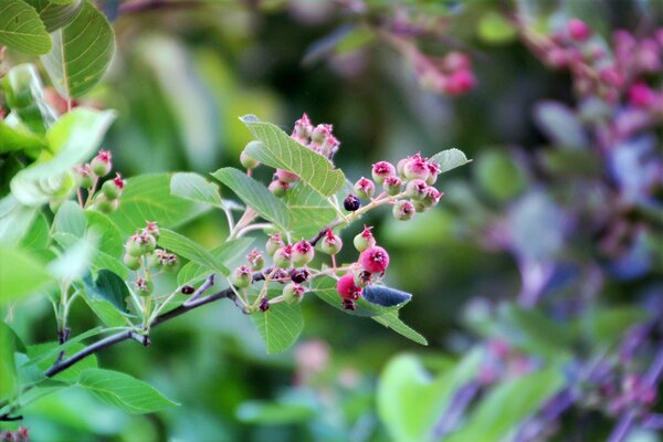 Berries grow on a green bush