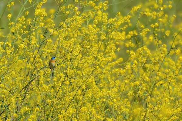 Petit oiseau sur les branches jaunes