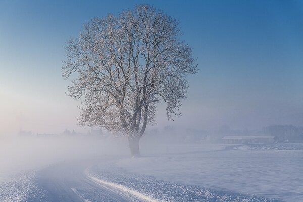 Árbol solitario en invierno en la carretera