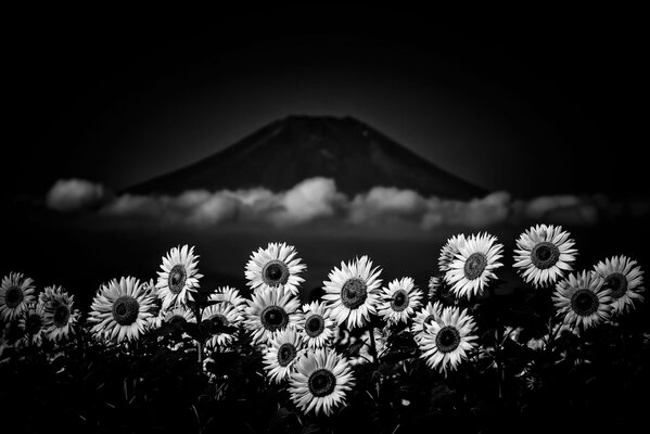 Black and white flowers by the mountain