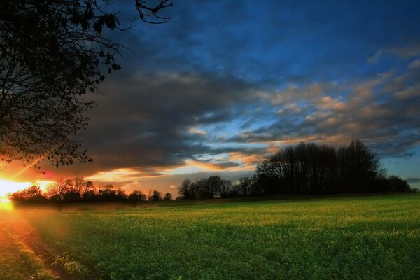 Sunrise in a field surrounded by forest