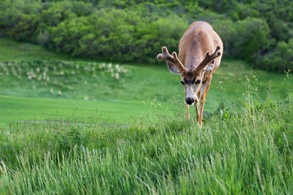 Die Geheimnisse der Natur. Junger Hirsch