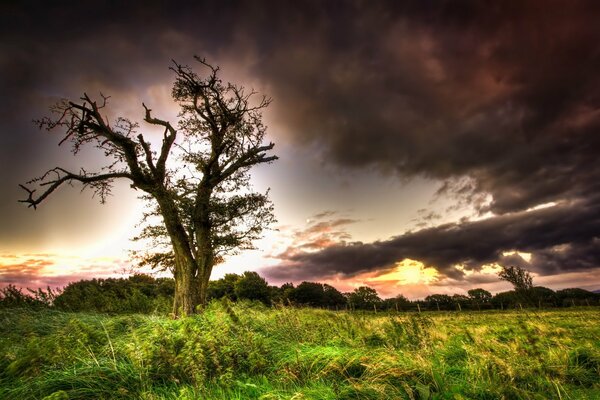 Ein einsamer Baum und ein düsterer Himmel