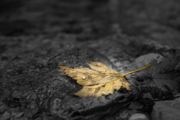 Feuille d automne brillante avec une goutte