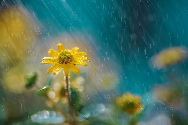 Fleurs et pluie d été