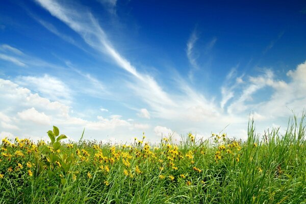 Offenes Feld mit blauem, klarem Himmel über dem Kopf