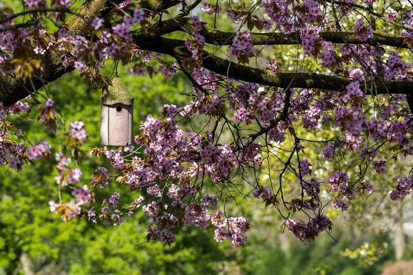 Nichoir sur une branche de cerisier