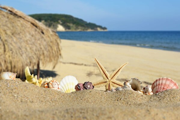 Coquillages et étoiles sur la plage de sable