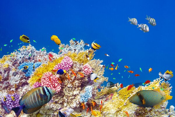 Bajo el agua un montón de peces y corales