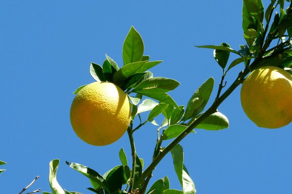 Zweig mit Zitrusfrucht auf blauem Himmelshintergrund