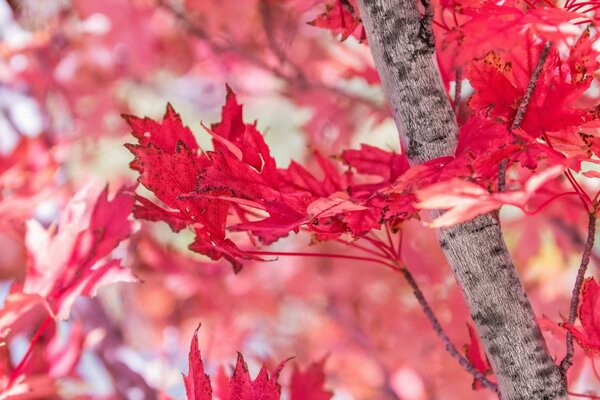 Серые ветви контрастируют с пурпурными листьями японского клена