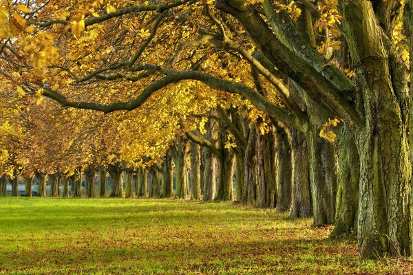 Autumn park with falling leaves