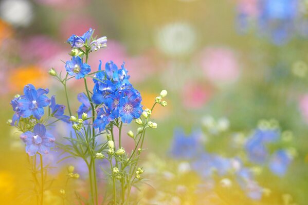 Fleurs bleues dans le champ